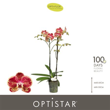 Phal 2st Spears 15+ (opti)