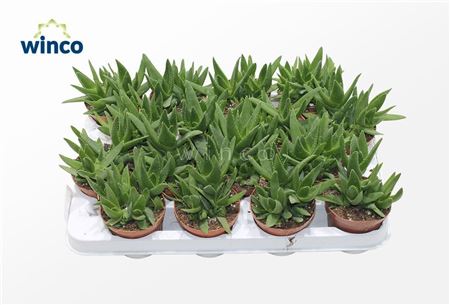 Aloe Mitriformis Levis