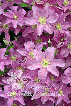 Клематис гибридный Данута