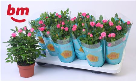 Rosa Sparkling Jewel (bm)