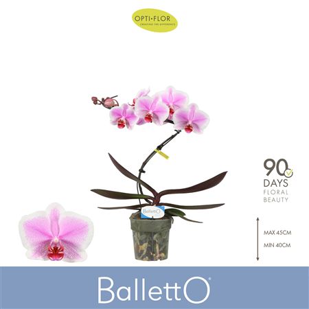 Phal 1st Balletto Spinturn (opti)