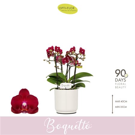 Phal 3/5st Boquetto Temptatione In White Lazio