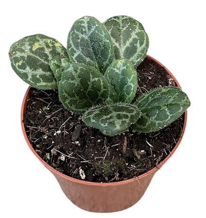 Primulina Yungfuensis