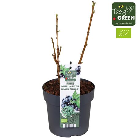 Ribes Low Little Black Sugar Bio Potcover