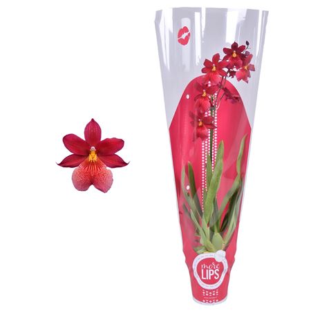 Cambria 1st Nelly Isler In Sleeve Red (morelips)