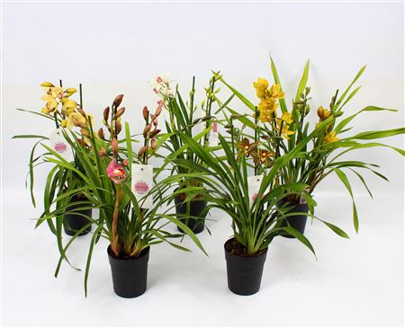 Cymbidium 3-4st Piccobello Mix