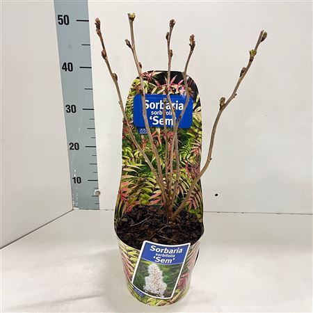 Sorbaria Sorb Sem