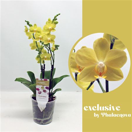 Phal 2st La Paz 18+ (phalaenova)