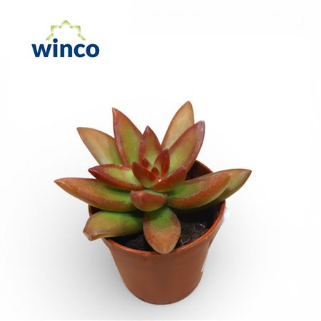 Sedum Morganianum Magnum