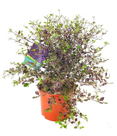 Lophomyrtus Red Dragon