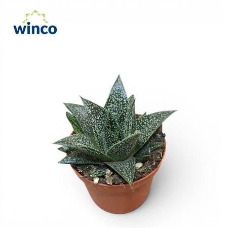 Gasteria D-plodoccus