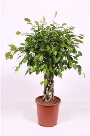 Ficus Be Exotica Tube