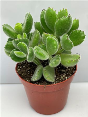 Tomentosa Ladysmithiensis