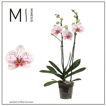 Phal 2st Goya 16+(mimesis)