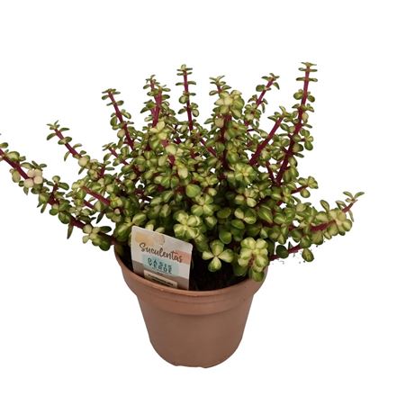 Portulacaria Afra Mediopicta