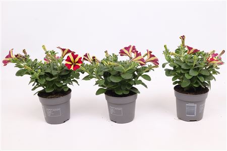 Petunia Queen Of Hearts