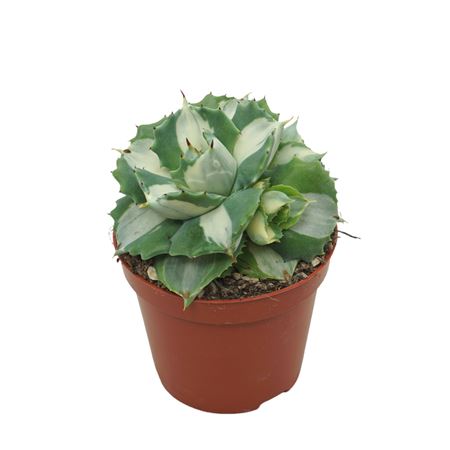 Agave Potatorum Ouhi-raijin Variegata