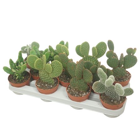 Opuntia Mix