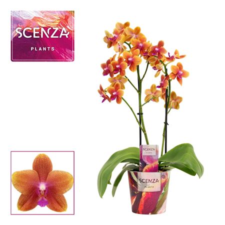 Phal 2st Perfíum Bolgheri (scenza)