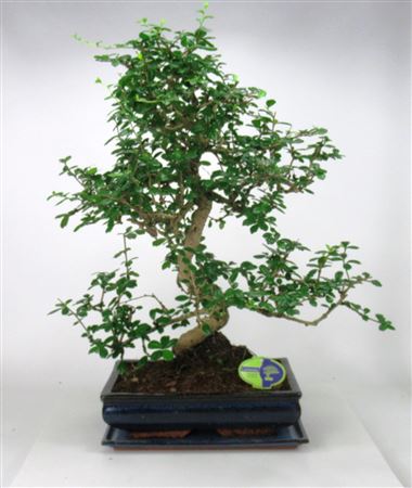 Carmona Macrophylla, 35cm., Shape, With Drip Tray