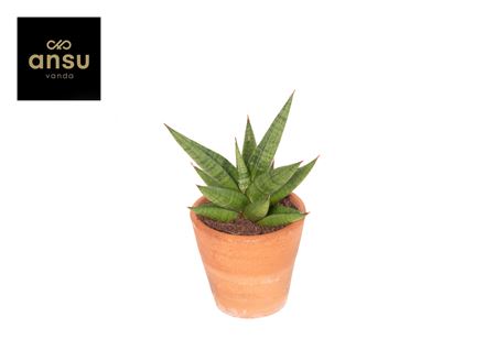Sansevieria Comet Canoe No. 1 Terracotta