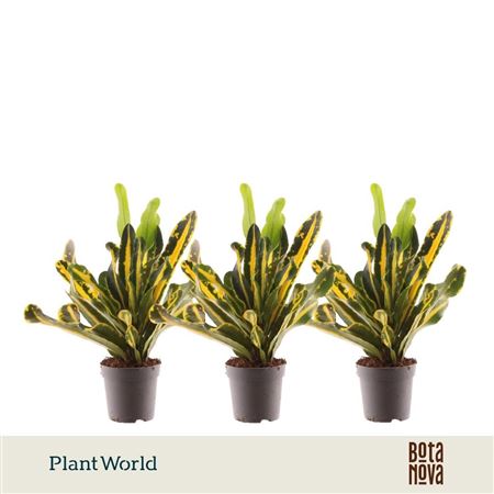 Codiaeum Mammi Yellow Head (decorum)