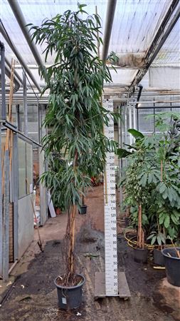 Ficus Alii Multistam 450