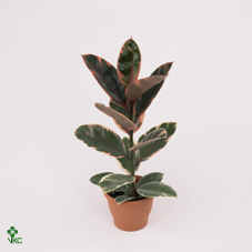 Ficus El Pink Princess On Stem