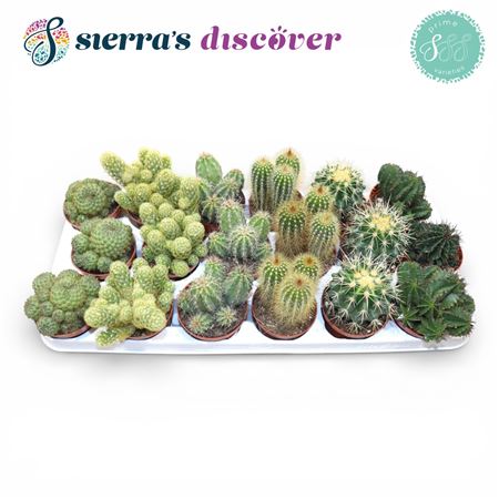 Cactus Mix (6spc.)