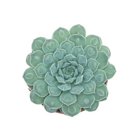 Echeveria Heart Signal