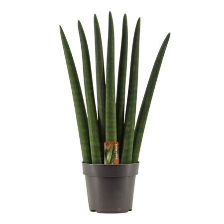 Sansevieria Cylindrica Fan
