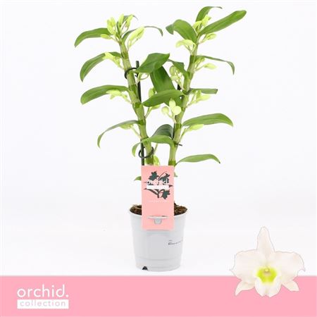 Dendr Nob 2st Apollon Compact Orchid Collection