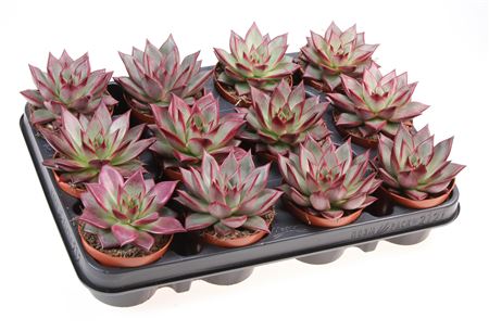 Echeveria Red End
