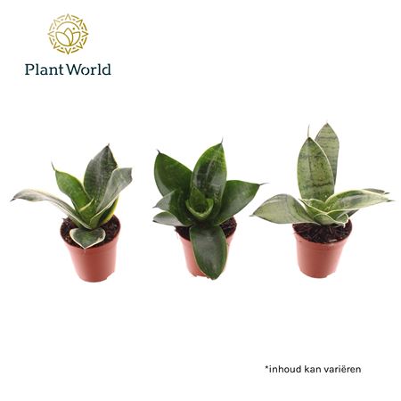 Sansevieria Tiny Sanny Mix (dec