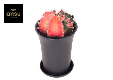 Gymno Cactus 'variegated' Extra Colored Xl