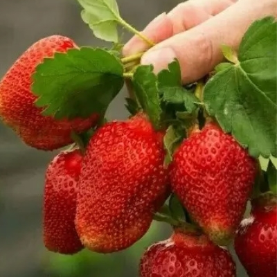 Земляника Надежда