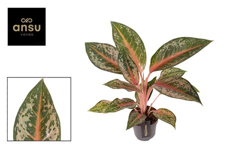 Aglaonema Pumpkin Green