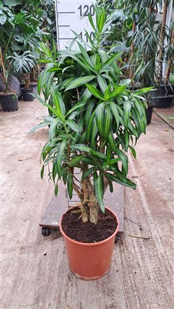 Dracaena Reflexa Song Of Jaimaica 120