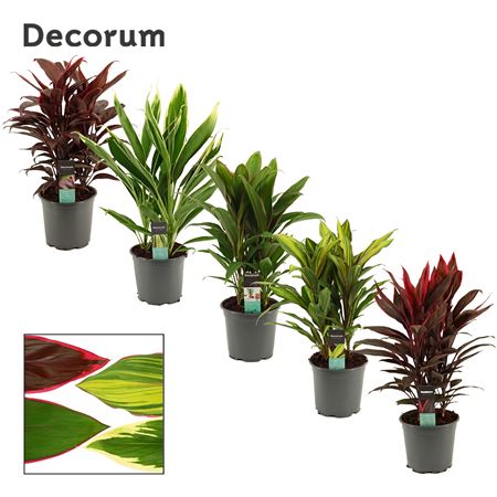 Cordyline Mix 3pp (decorum)