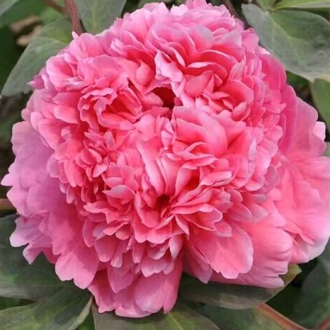 Пион древовидный Красный Гигант в тубе