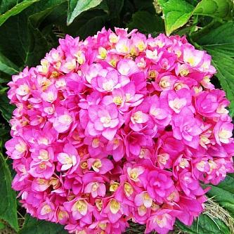 Гортензия крупнолистная Ю Энд Ми в тубе