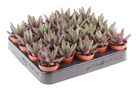 Echeveria Elegant Blue