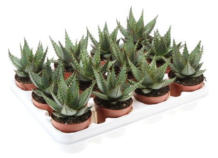 Aloe Broomii