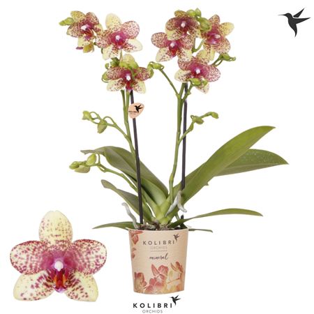 Phal 2st Kolibri Mineral Grosseto