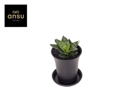 Sansevieria Comet Ming Green Marble In Sierpot