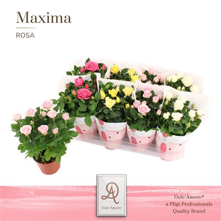 Rosa Florence Mix (dolc'amore)