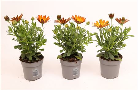 Osteospermum Orange Flare