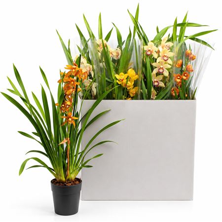 Cymbidium 1st Mix Open Flower