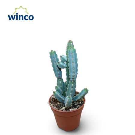 Euphorbia Debilispina