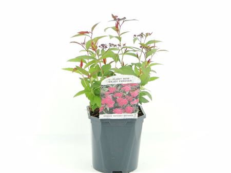 Spiraea Jap Anthony Waterer